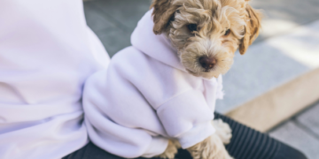 What Do Cockapoos Usually Die From