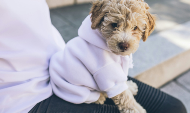 What Do Cockapoos Usually Die From