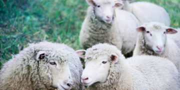 What is the Bio of a Hampshire Sheep