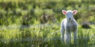 What is The Size of a Muel Scott Sheep