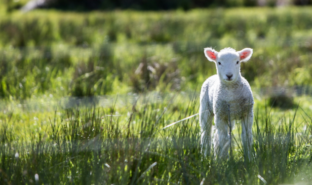 What is The Size of a Muel Scott Sheep