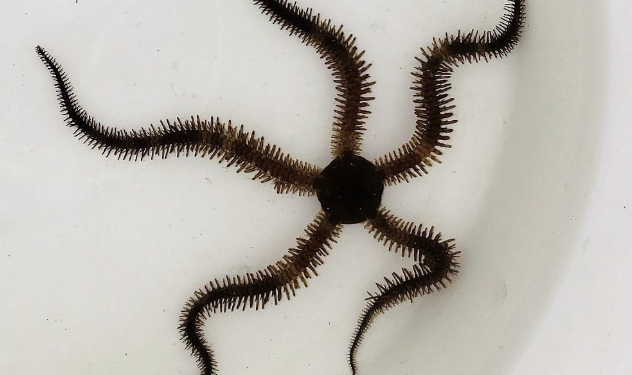 How Long Can a Bittle Stars Arm Grow