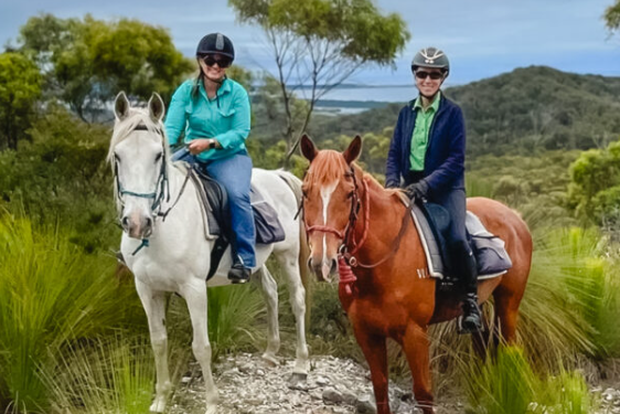 Moro Charlotte Thoroughbred